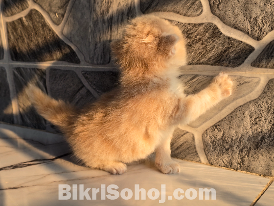 Traditional persian exotic bloodline (female)